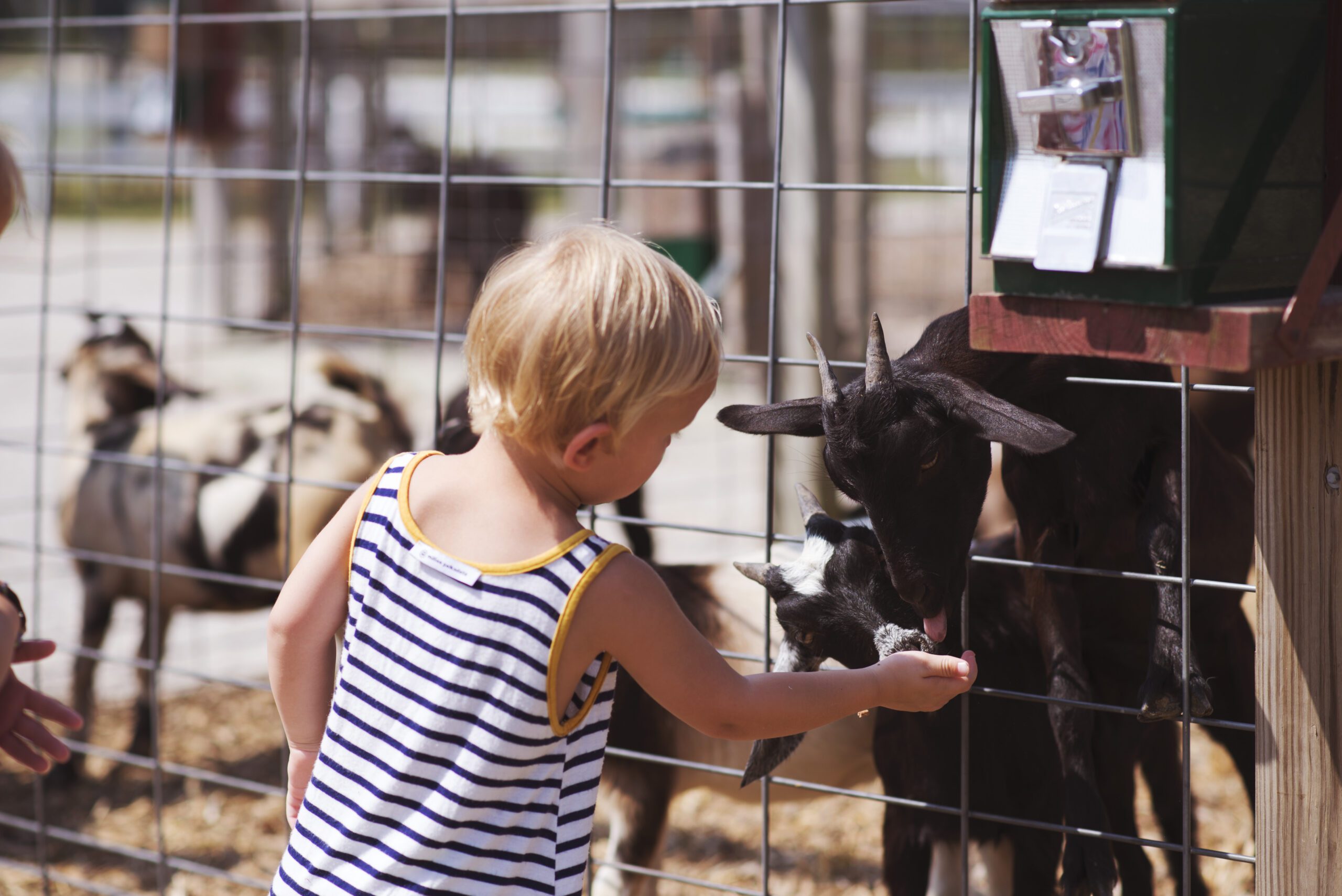 Small child in striped shirt feeds a cute goat.