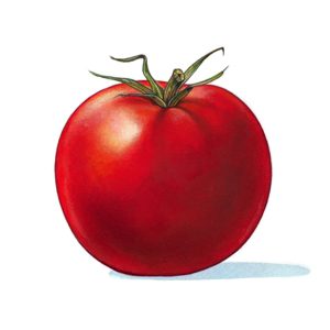 An illustration of a tomato