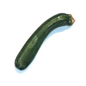 An illustration of a zucchini