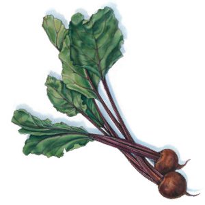 An illustration of beets