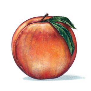 An illustration of a peach