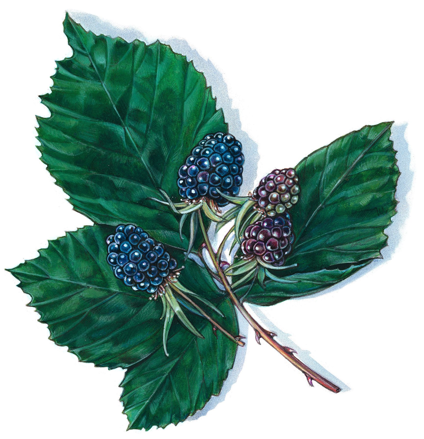 An illustration of blackberries