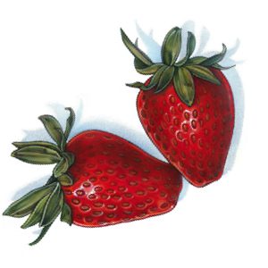 An illustration of strawberries